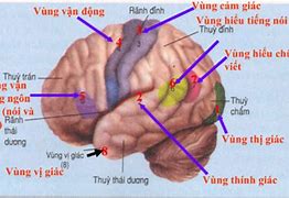 Thái Dương Nằm Ở Đâu Trên Mặt